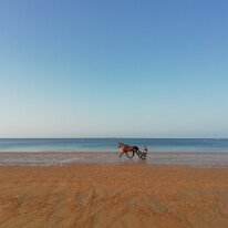 IMG_20180725_082652 25/07/2018 - Au petit matin la plage est à nous et aux chevaux. Early in the morning the beach is for us and the occasional horse - so beautiful!